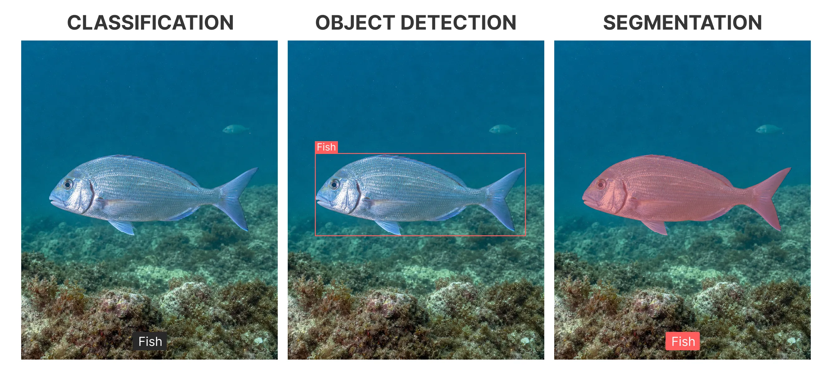 Three panels compare a whole-image class, an object-detection box, and a pixel-level segmentation mask for the same image