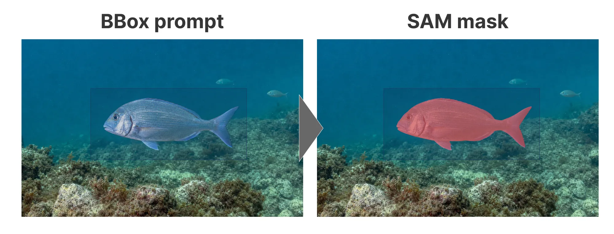An image before and after SAM assistance, with a bounding-box prompt on the left and the reviewed segmentation mask on the right